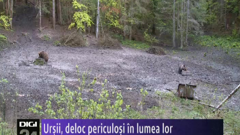 Ursii, deloc periculosi in lumea lor  Imagine