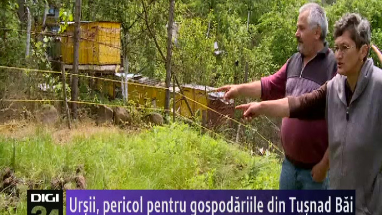 Ursii, pericol pentru gospodariile din Tusnad Bai Imagine