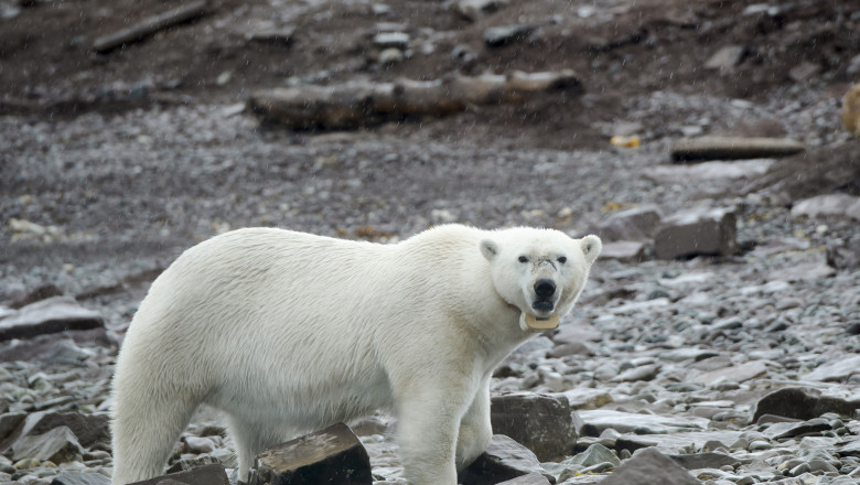 Ursii polari, pe urmele ursilor bruni. Schimbarile climatice ii determina sa caute hrana printre gunoaie Imagine