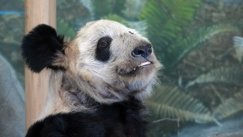 Ursoaica panda Ya Ya se intoarce in China din SUA. Chinezii s-au plans pe retelele sociale ca animalul arata „bolnav si murdar” Imagine