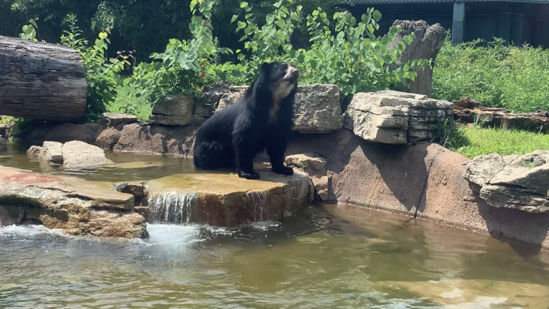 Ursul Ben a evadat de doua ori intr-o luna de la o gradina zoologica din SUA Imagine