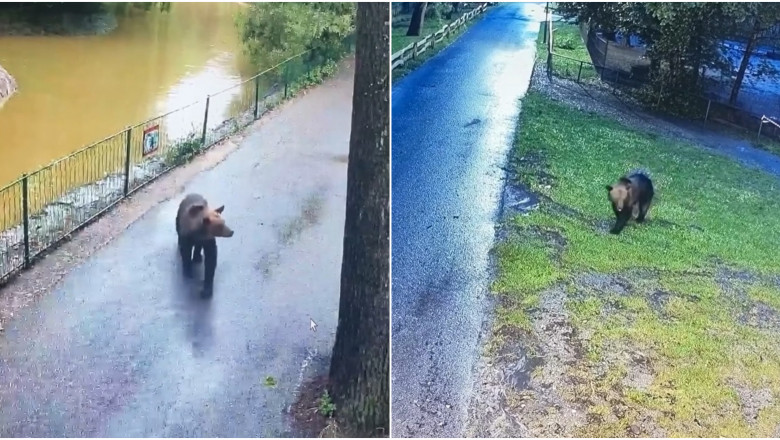 Ursul care s-a plimbat trei nopti prin Gradina Zoologica din Targu Mures a fost impuscat. Animalul a omorat trei caprioare si un emu Imagine