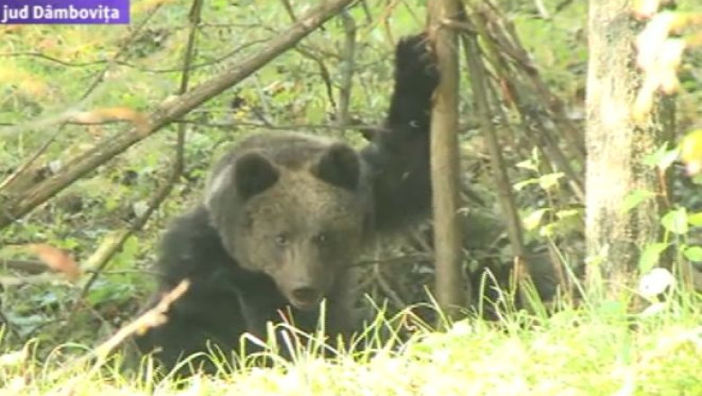 Ursul pacalit de capcana din gard. Un veterinar a tranchilizat animalul si l-a eliberat Imagine