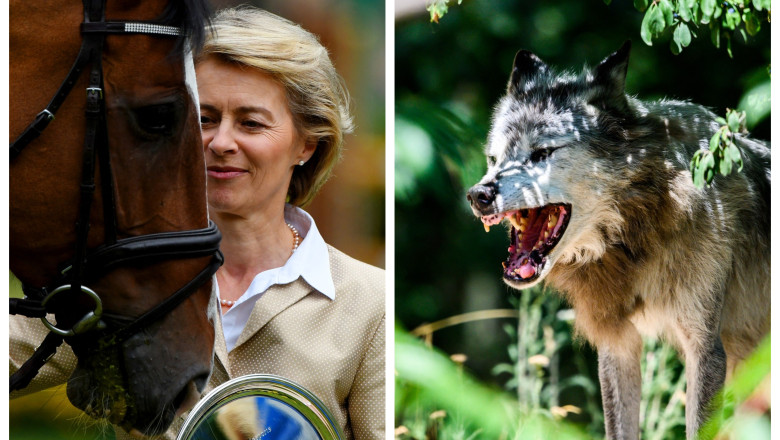 Ursula von der Leyen i-a pus gand rau lupului care i-a omorat poneiul. Soarta lupilor din Europa, sub semnul intrebarii Imagine