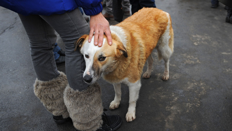 V. Ponta: „Nu stiu daca eutanasierea cainilor e cea mai buna solutie, dar trebuia aleasa viata oamenilor” Imagine
