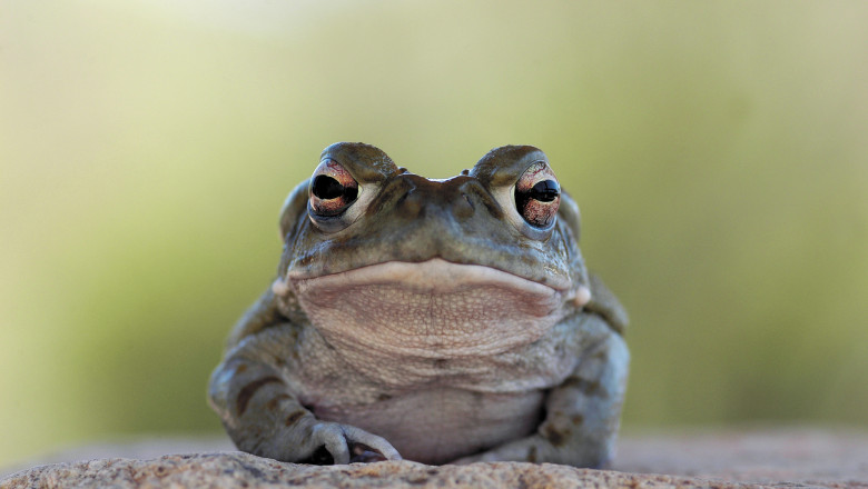 „Va rugam sa va abtineti de la lins”. Avertismentul autoritatilor americane pentru cei care intalnesc o broasca raioasa Imagine