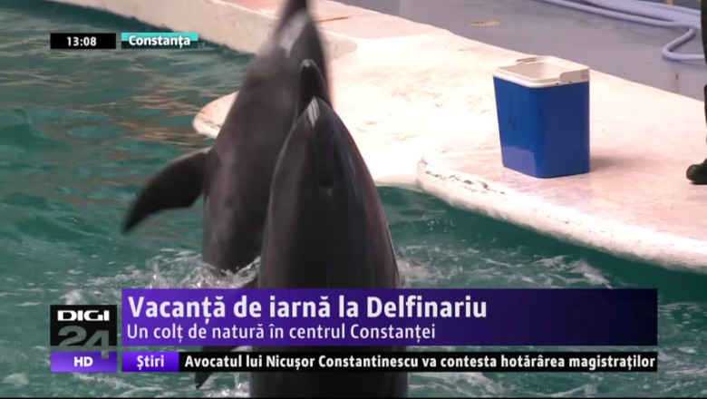 Vacanta de iarna la Delfinariu. Un colt de natura in centrul Constantei  Imagine