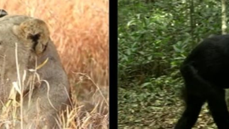 Vacanta in Africa de Sud. Nelspruit, orasul unde natura este in centrul atentiei Imagine