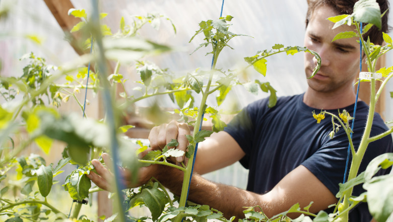 Vacanta la cules de rosii, in solariile liceelor agricole. Ce profit anual ajung sa obtina scolile din vanzarea propriilor legume Imagine