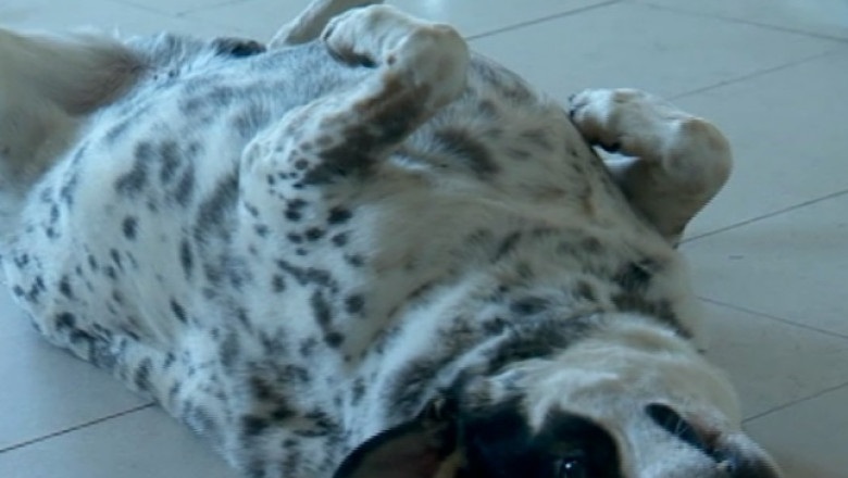 Vacanta la hotel pentru animalele de companie Imagine