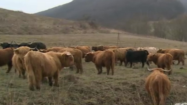 Vaci scotiene in fermele romanesti: sunt usor de intretinut, iar profitul e de opt ori mai mare Imagine