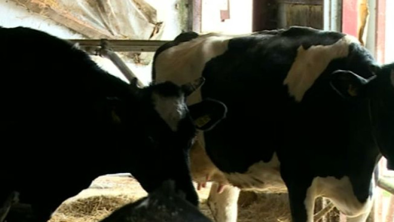 Vacile si oile romanesti, interzise in UE Imagine