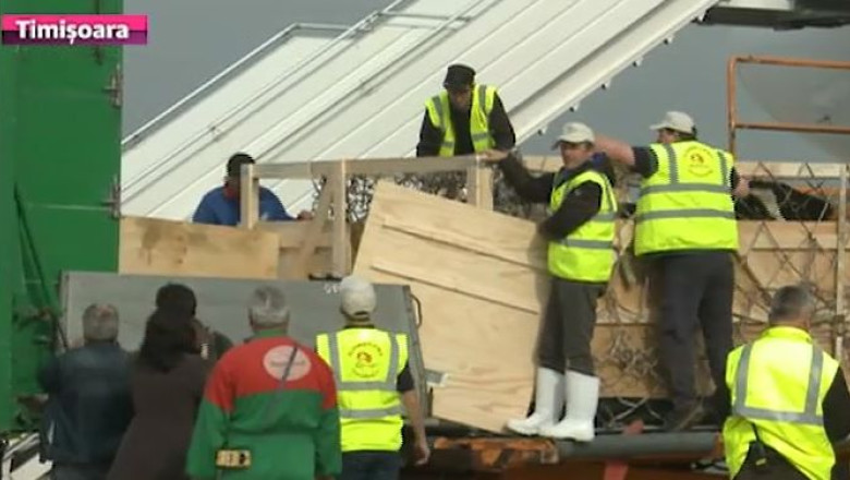 Vacute la inaltime. 70 de animale de rasa, aduse din Irlanda pentru a fi donate romanilor Imagine