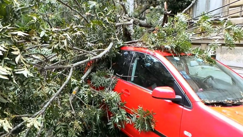 Vantul face ravagii! Copac gros, cazut peste masini la Timisoara Imagine