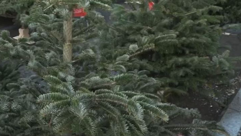 Vanzatorii de brazi asteapta clientii. Care sunt preturile in Bucuresti Imagine