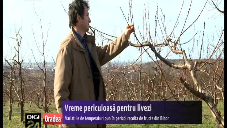 Variatiile de temperatura din aceasta perioada pun in pericol recolta de fructe din Bihor Imagine