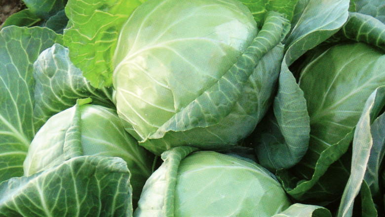 Varza fara trecere. In Bihor, pretul cerut de producatori a scazut de la 1,5 lei in 2012, la 50 de bani in 2013 Imagine