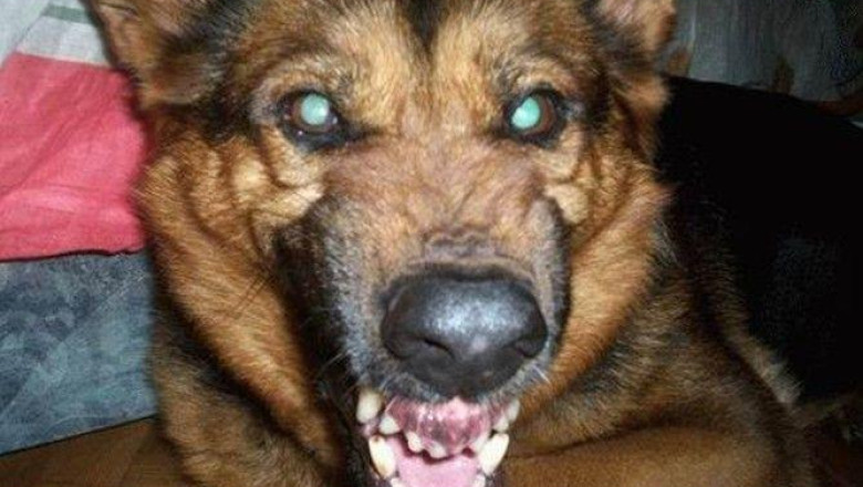 VASLUI. Copil sfasiat de caini langa o stana. Din cauza leziunilor, baiatul a fost transferat la un spital din Iasi Imagine