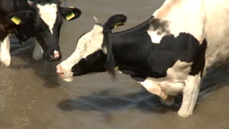 VASLUI. Masuri de carantina. In judet au fost descoperite trei focare de boala a limbii albastre Imagine