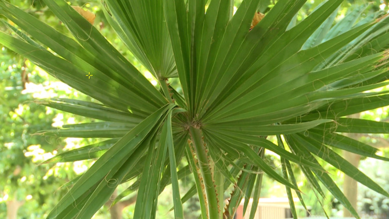 VASLUI. Saraci, dar cu plante exotice. Primaria a alocat 300.000 de lei pentru achizitia de flori, arbusti si copaci Imagine