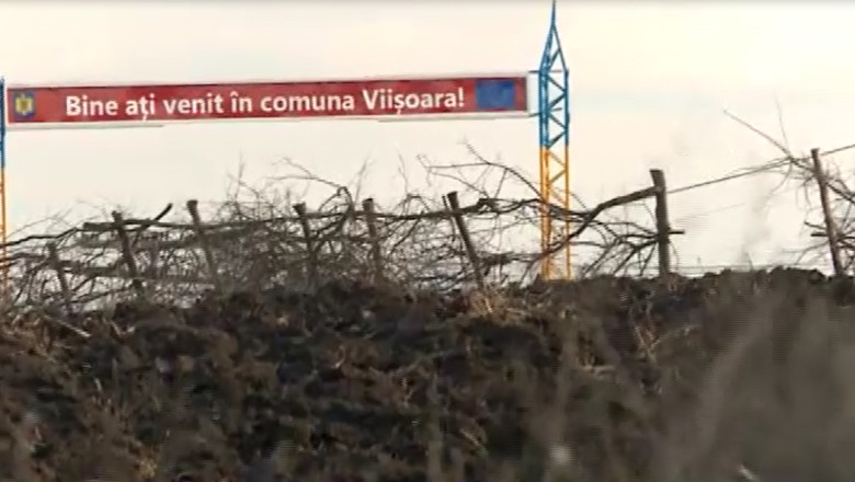 VASLUI. Solutie inedita impotriva zapezii: localnicii din Viisoara si-au facut parazapezi din nuiele Imagine