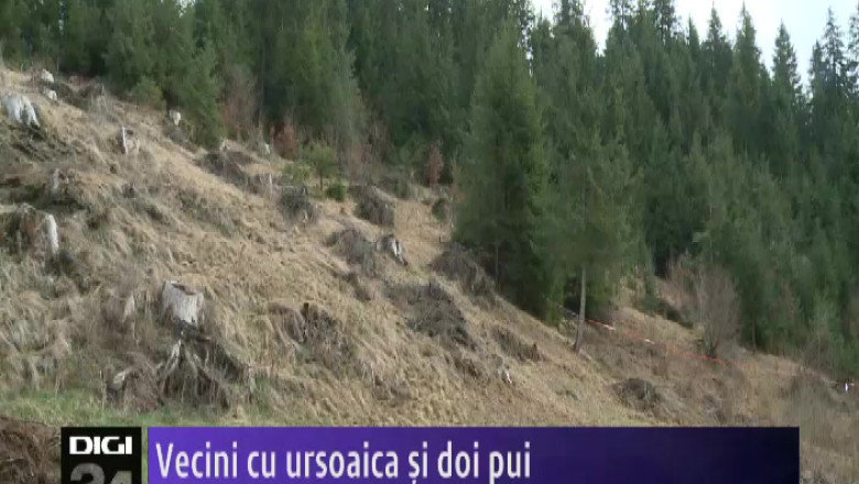 Vecini cu ursoaica si doi pui Imagine