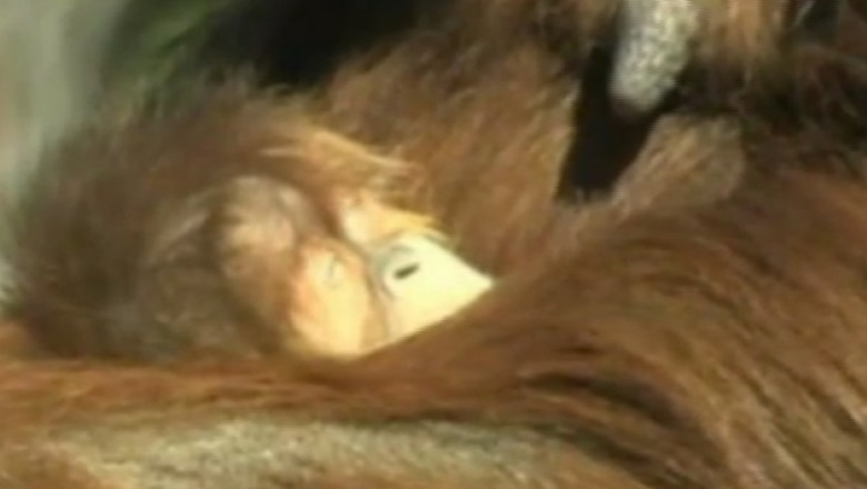 Vedeta de la Zoo. Un pui de urangutan i-a cucerit pe vizitatorii parcului zoo din San Diego Imagine