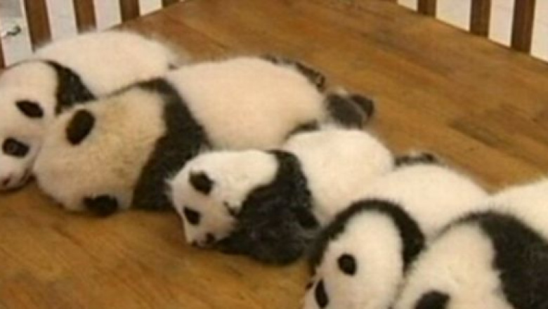 Vedete la gradina zoologica. 14 pui de panda au fost prezentati publicului din China Imagine