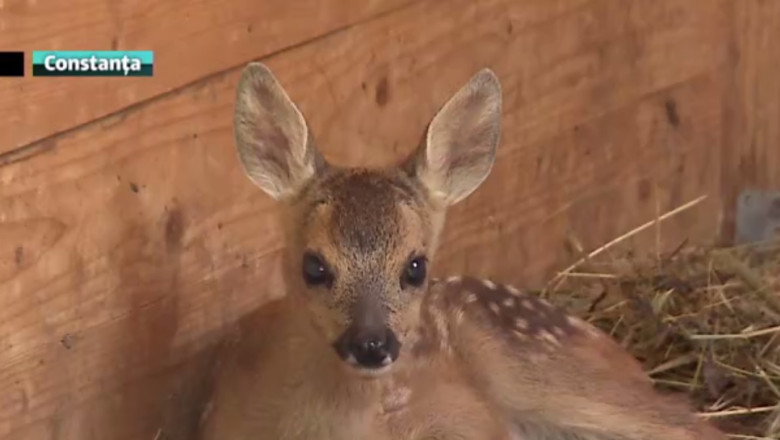Vedete noi la Complexul Muzeal. Doi pui de caprioara orfani au fost salvati din salbaticie Imagine