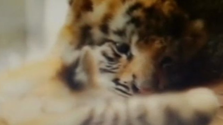 Vedetele din Cali. Trei pui de tigru s-au nascut la gradina zoologica din orasul columbian Imagine