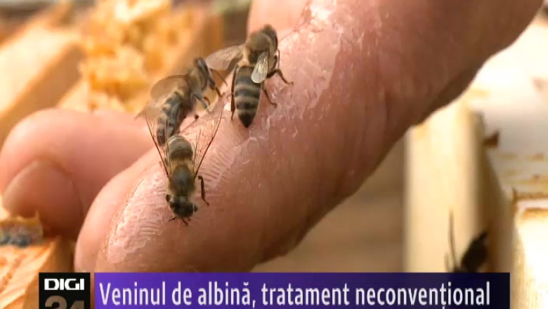Veninul de albina, tratament neconventional Imagine