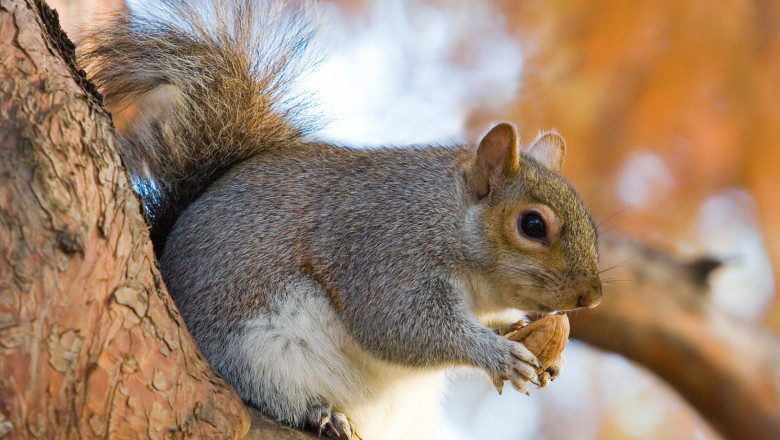 Veveritele au luat cu asalt gradina cu zarzavat de la Casa Alba Imagine
