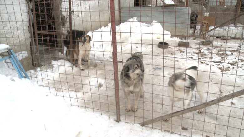 Viata de caine, la temperaturi extreme Imagine