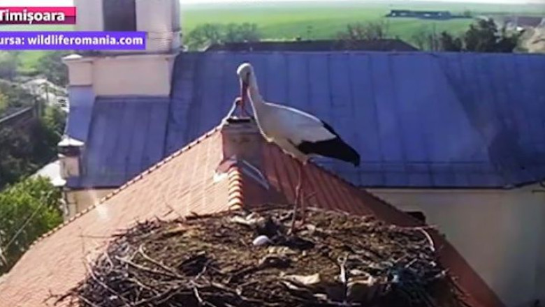 Viata salbatica, in direct. O camera video transmite, pe internet, imagini in timp real din cuibul unor berze Imagine