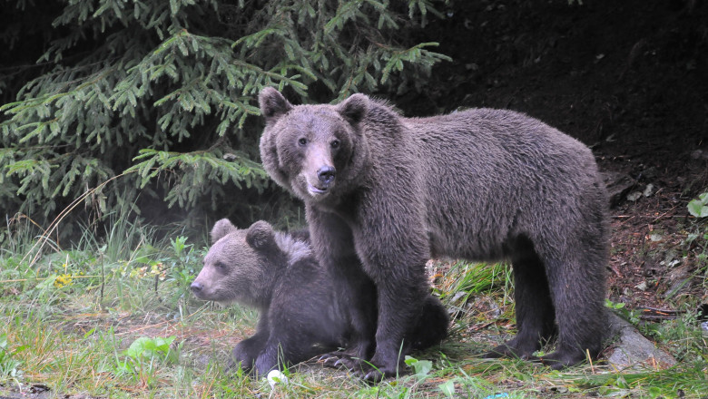 Victor Ponta: O bucata de autostrada nu poate fi facuta pentru ca n-avem subtraversari pentru ursi Imagine