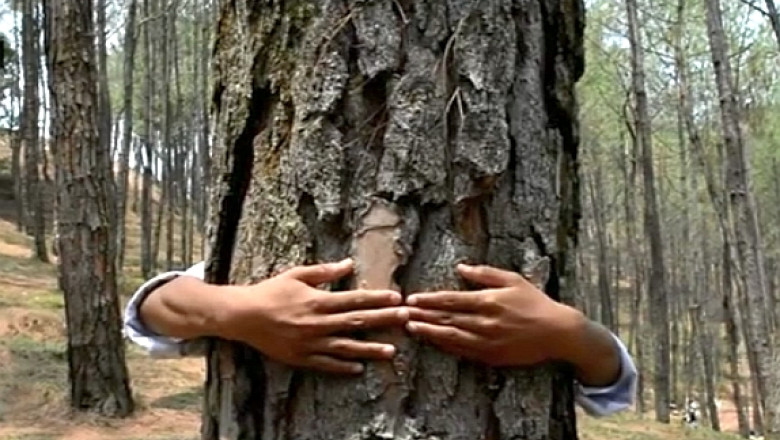 VIDEO 2000 de elevi imbratiseaza copaci de Ziua Mediului in Nepal, stabilind un nou record mondial Imagine