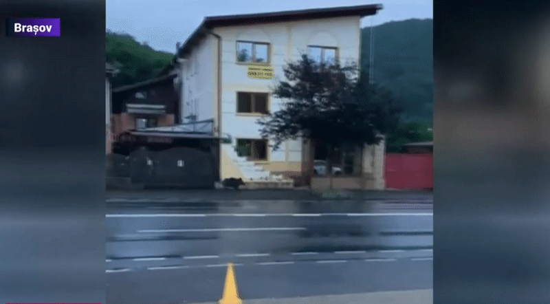 VIDEO: 5 mistreti alearga pe trotuar in Brasov. Motivul pentru care animalele salbatice apar des in zona Imagine