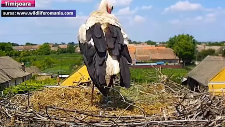VIDEO A venit barza la barza: Un pui iese din ou intr-unul din cele doua cuiburi monitorizate in Timis de Wildlife Romania Imagine