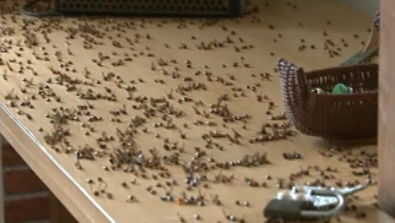 VIDEO&GALERIE FOTO. Invazie de buburuze in Arad Imagine