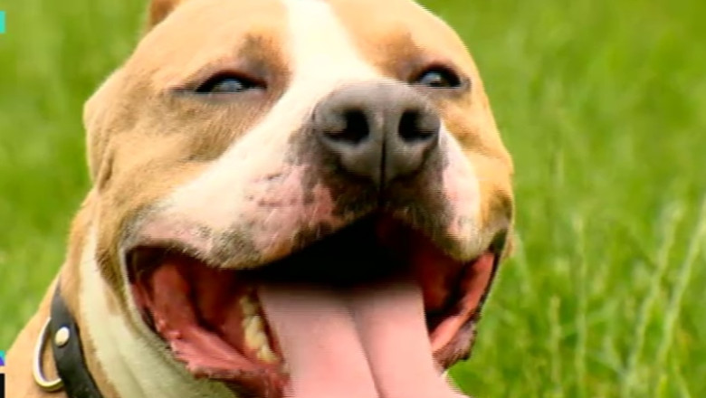 VIDEO. Amstaff, cainele fioros care iubeste copiii Imagine
