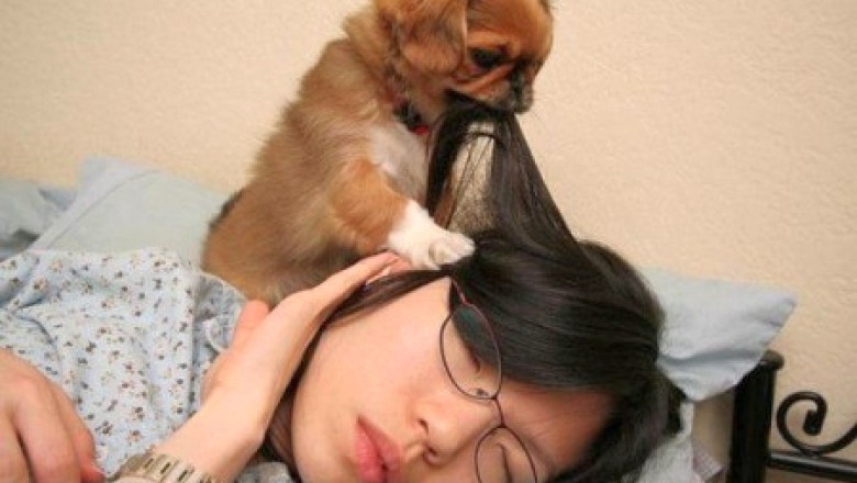 VIDEO Animalele anti-lene: Cainii, mai eficienti decat ceasul desteptator Imagine