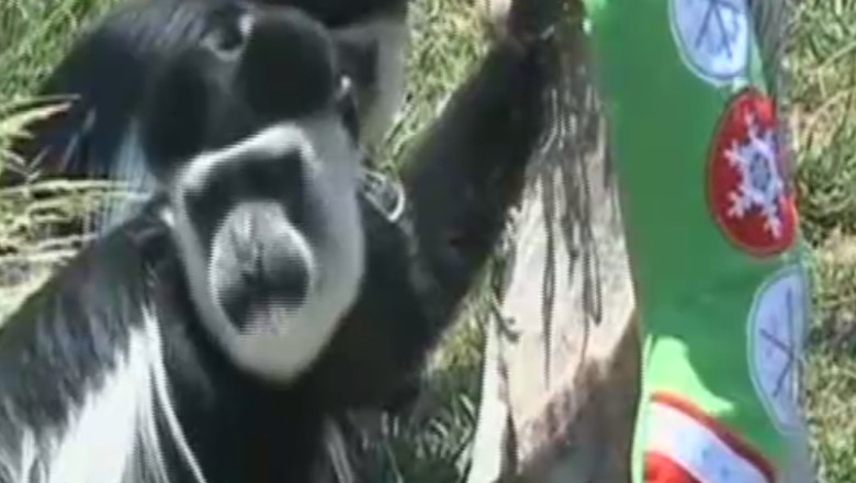 VIDEO. Animalele de la gradina zoologica din Santiago de Chile au primit cadouri de Craciun Imagine