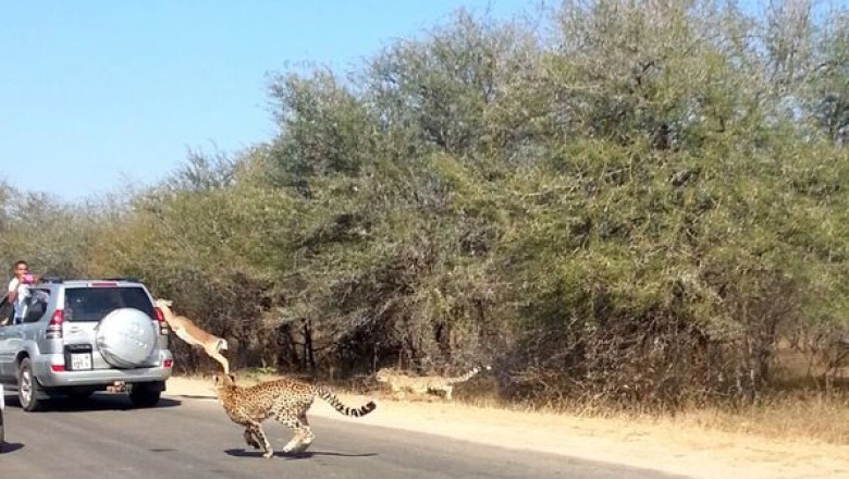 VIDEO Antilopa care scapa de gheparzi sarind in masina unor turisti in Africa de Sud Imagine