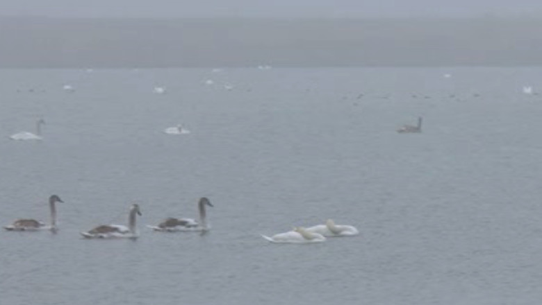 VIDEO. Aparitie de poveste pe Insula de Agrement din Bacau - zeci de lebede au venit sa ierneze aici Imagine