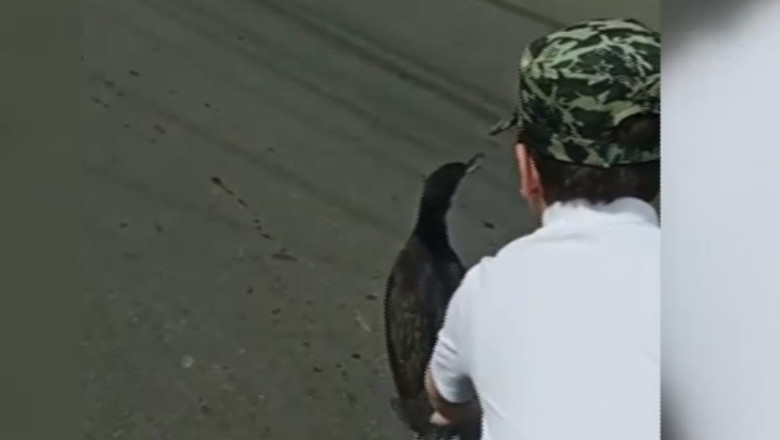 VIDEO Aparitie neobisnuita in Bucuresti: Un cormoran a fost filmat plimbandu-se pe o strada din Sectorul 3 Imagine