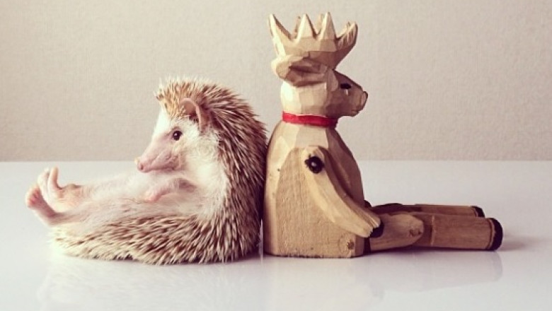 VIDEO. Ariciul Darcy, vedeta pe Instagram Imagine