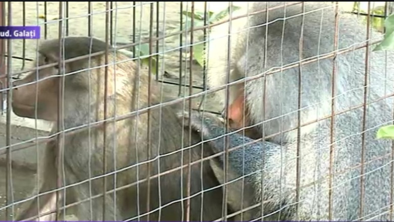 VIDEO. Babi si Cici, babuinii de Galati. Un fermier si-a amenajat o gradina zoologica proprie Imagine