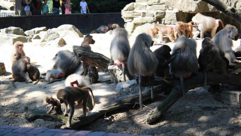 VIDEO. Babuinii de la o gradina zoologica din Olanda au intrat „in greva” Imagine