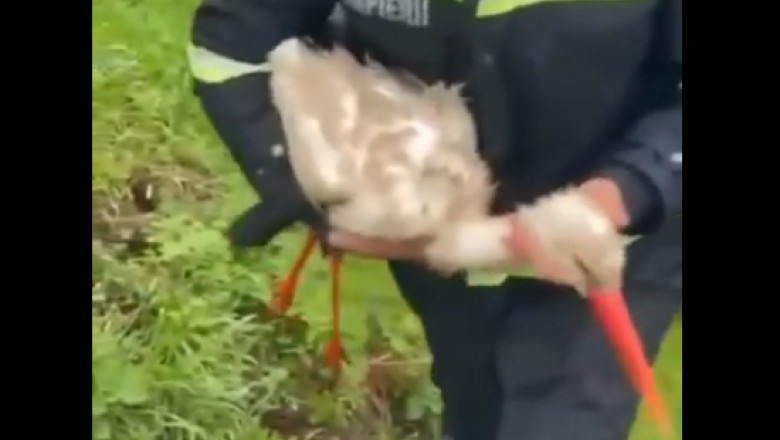 VIDEO. Barza sufocata de un ambalaj din plastic, salvata de pompieri Imagine