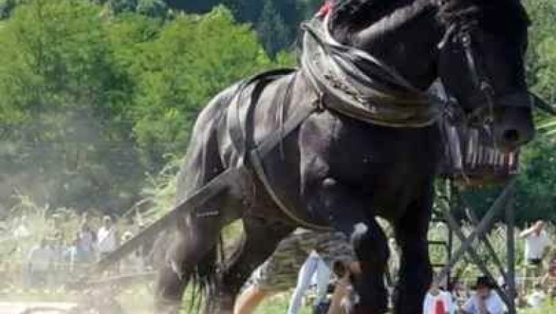 VIDEO Bihor: Cai putere, la propriu, intr-o intrecere de tras busteni Imagine